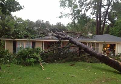 tree on roof 400